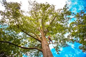 Best Tree Preservation Services  in Eaton, CO