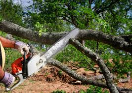 Best Tree Mulching  in Eaton, CO