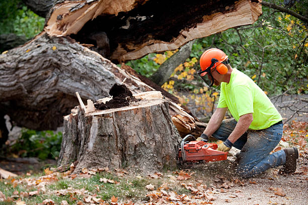 Best Storm Damage Tree Cleanup  in Eaton, CO