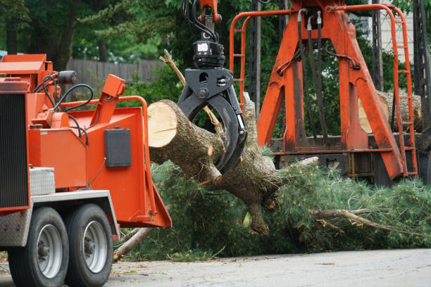 Professional Tree Services in Eaton, CO